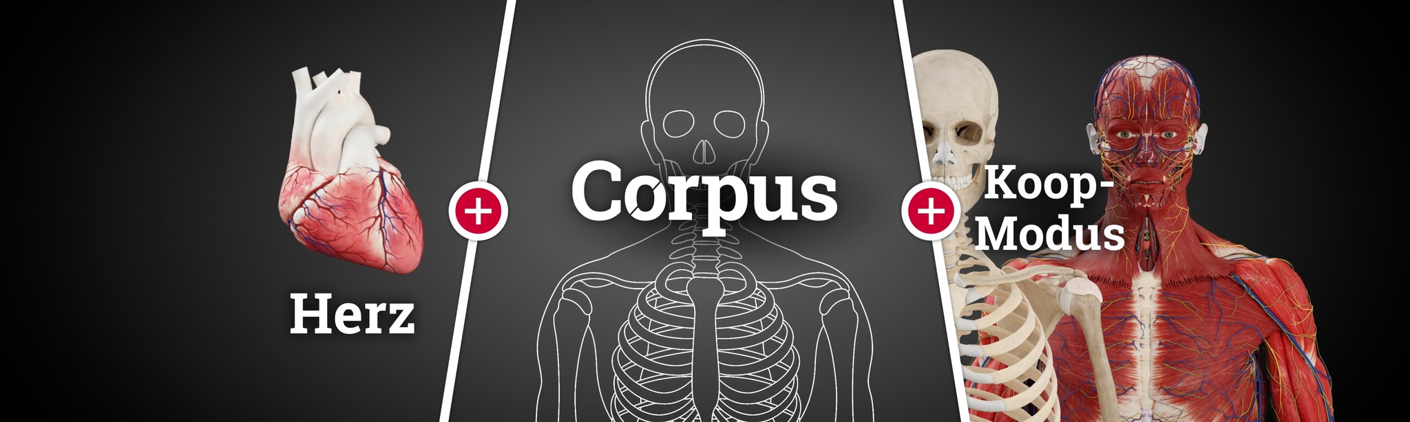 Corpus Anatomie - All In!